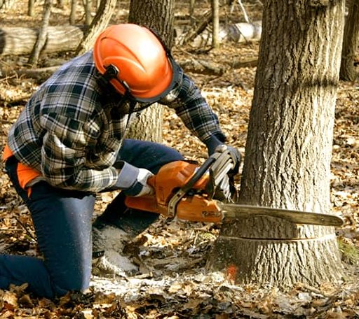Tree Removal in Huntington, TX